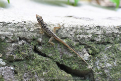 Anolis sabanus