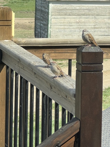 Chipping Sparrow