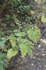 Arctium