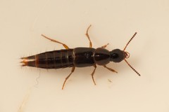 Quedius xanthopus