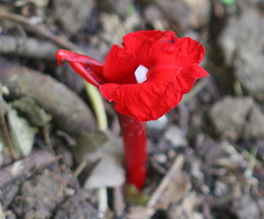 Etlingera brevilabrum