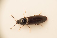 Hypoganus inunctus