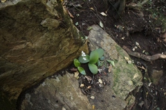 Holothrix parviflora