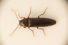 Melanotus castanipes