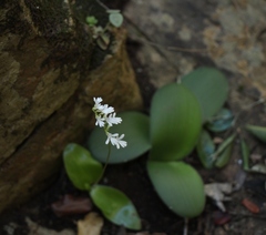 Holothrix parviflora