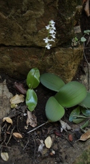 Holothrix parviflora