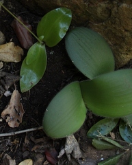 Holothrix parviflora