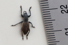 Brachyderes lusitanicus
