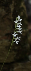 Holothrix parviflora