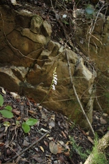 Holothrix parviflora