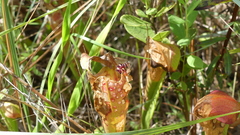 Exyra semicrocea