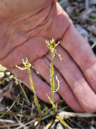 Image of Luzula acuminata by (c) Norma Malinowski, some rights reserved (CC BY)