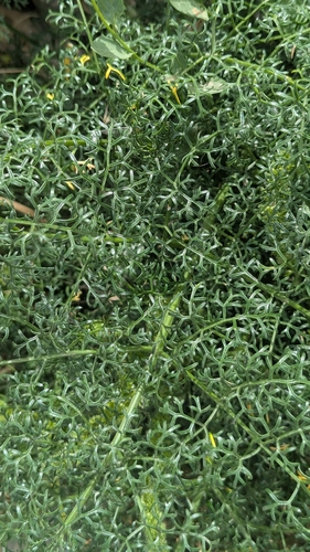 Image of Ferula melitensis by no rights reserved