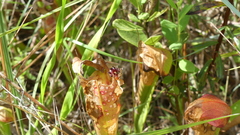Exyra semicrocea