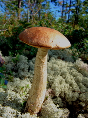 Leccinum