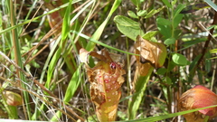 Exyra semicrocea