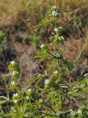 Malachra fasciata, photograph (c) Roland Muench, some rights reserved (CC BY)