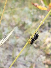 Megachile relativa