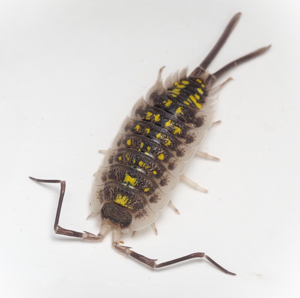 High Yellow Isopod