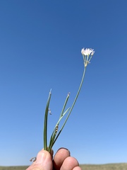 Allium kunthii