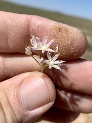 Allium kunthii