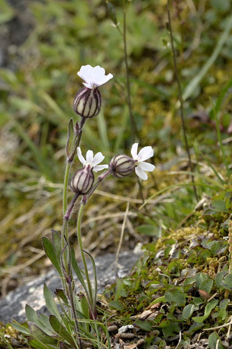 Silene involucrata (Cham. & Schltdl.) Bocquet