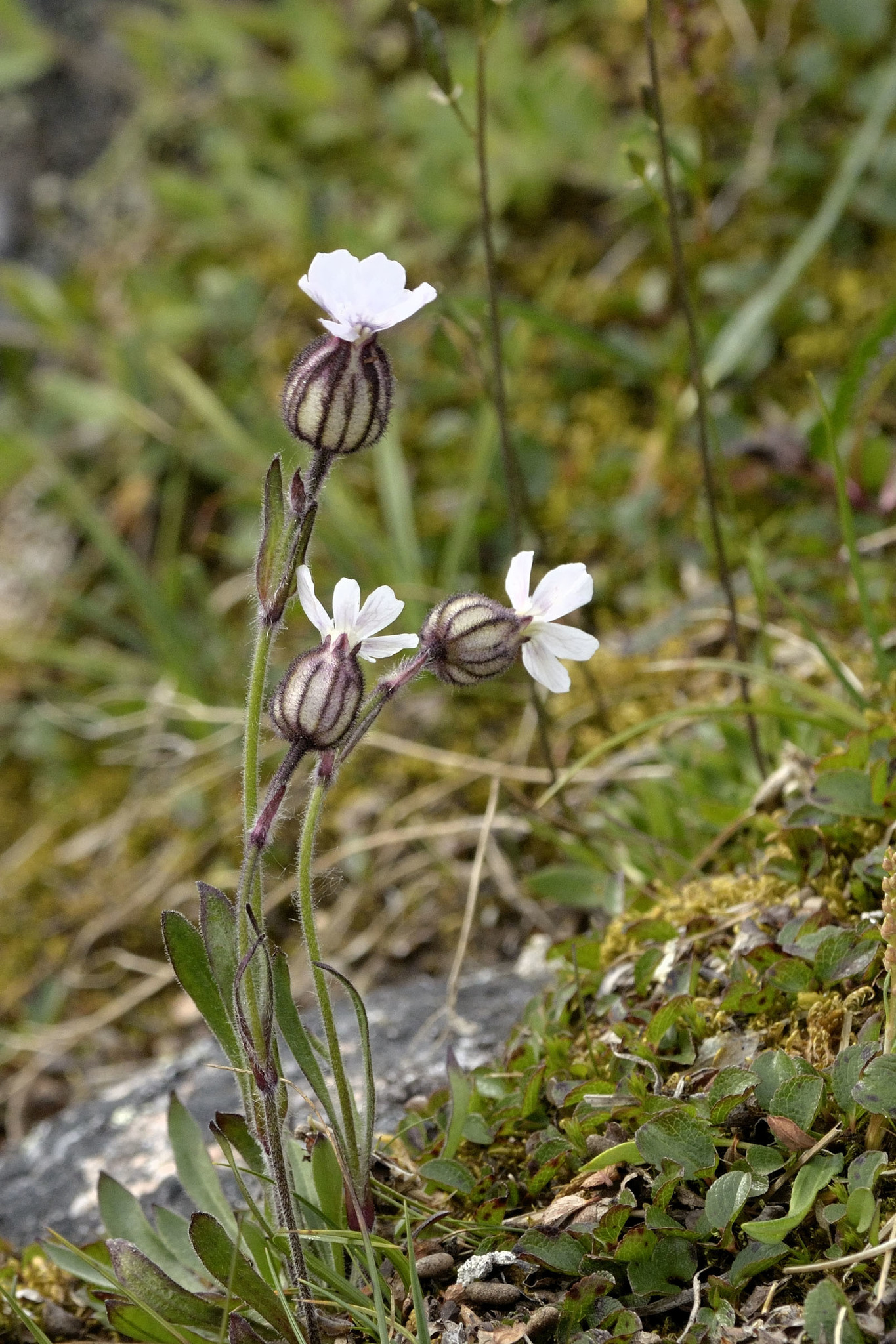 Silene involucrata