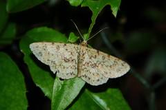 Ophthalmitis herbidaria