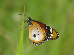 Danaus chrysippus alcippus