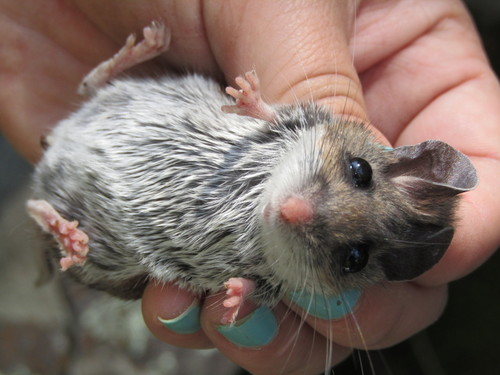 Black-eared Mouse