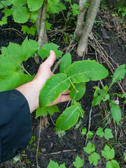 Lonicera dioica