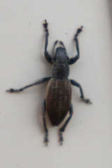 Brachyderes lusitanicus