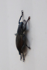 Brachyderes lusitanicus