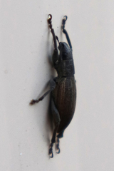 Brachyderes lusitanicus