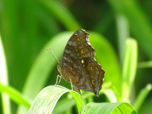 Golden Pansy