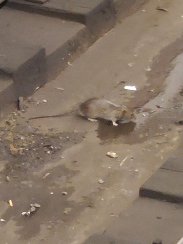 Rat photographed near here on 2025-05-07