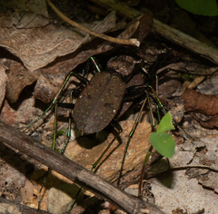 Apterodela unipunctata