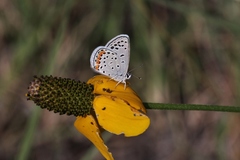 Icaricia lupini texanus