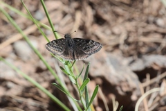 Erynnis afranius