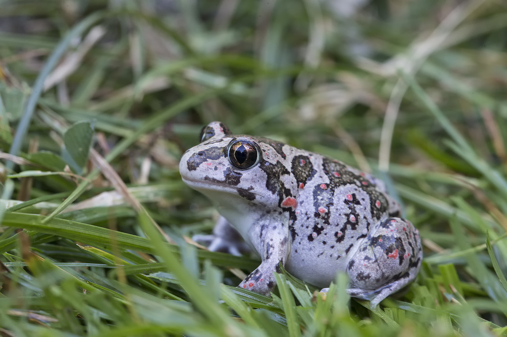 Balkan Spadefoot