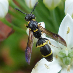 Symmorphus canadensis