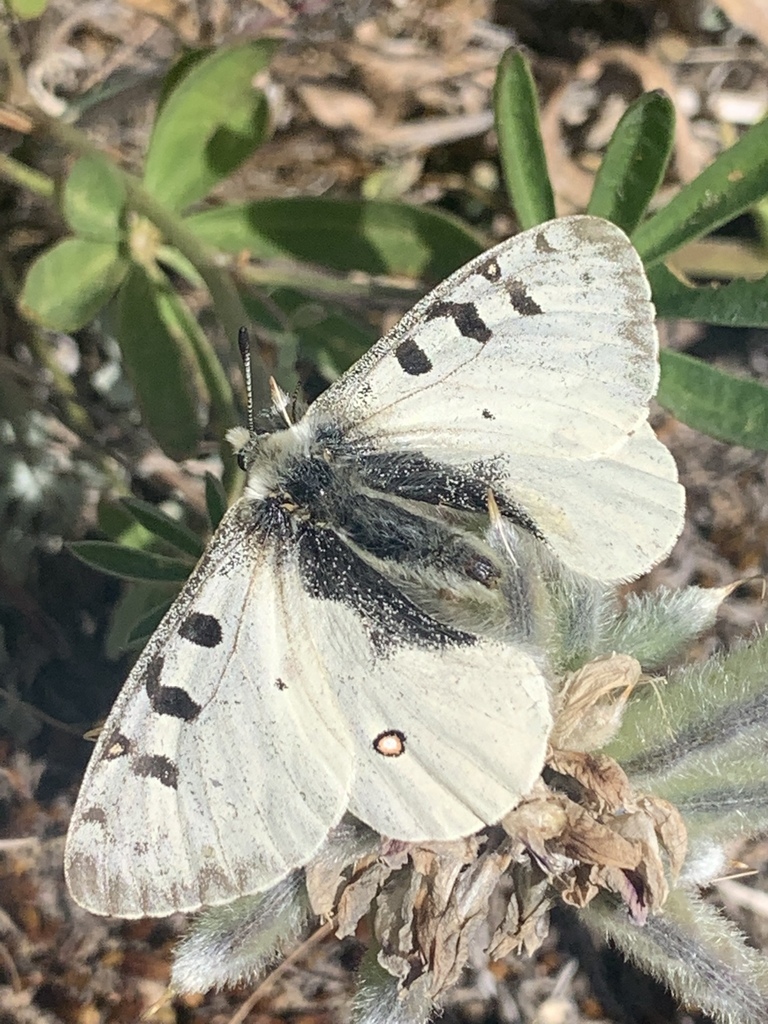 Rocky Mountain Parnassian from OkanoganWenatchee National Forest