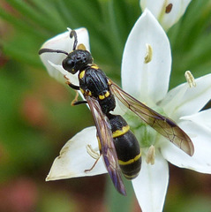 Symmorphus canadensis