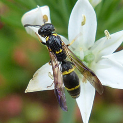 Symmorphus canadensis