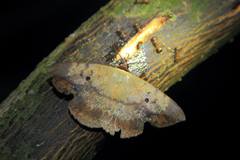 Hypopyra contractipennis