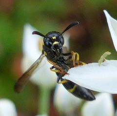 Symmorphus canadensis