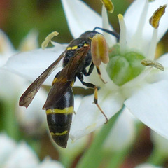 Symmorphus canadensis