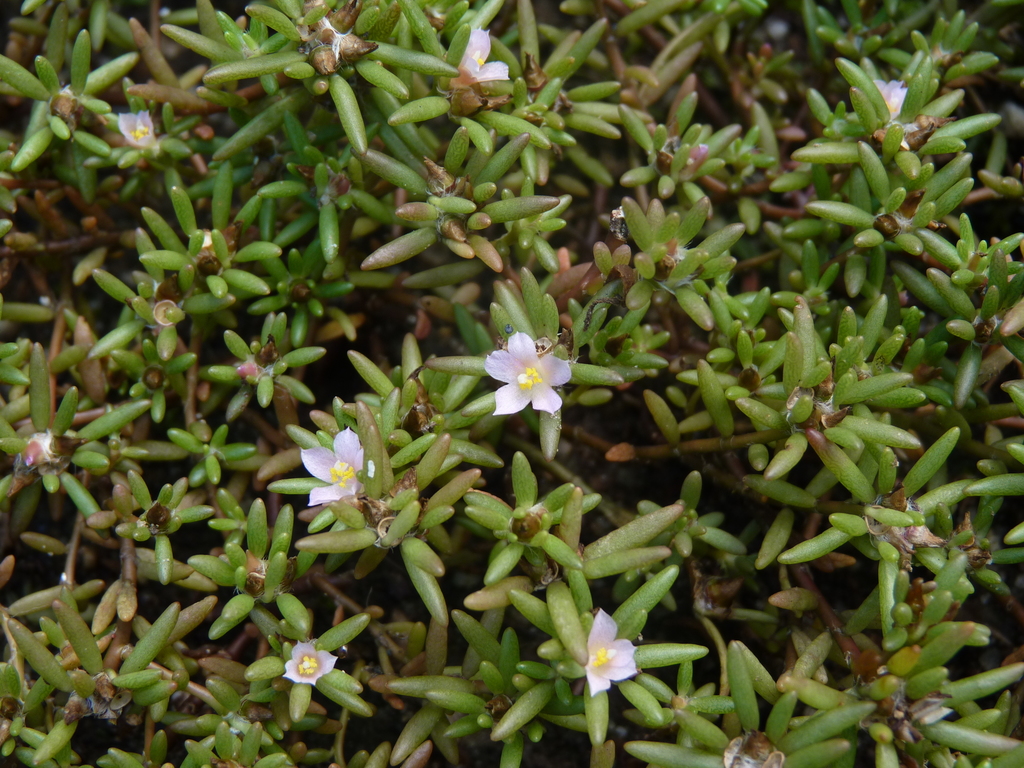 Small's Purslane