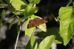 Calephelis arizonensis