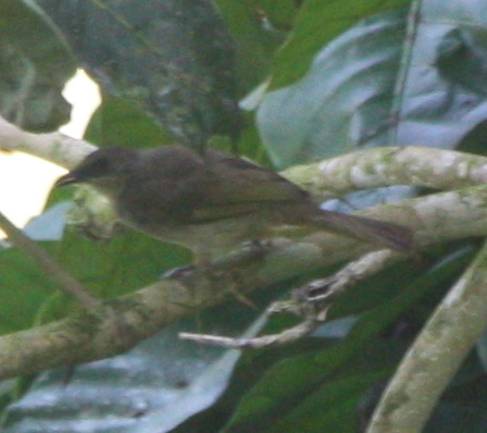Pycnonotus plumosus